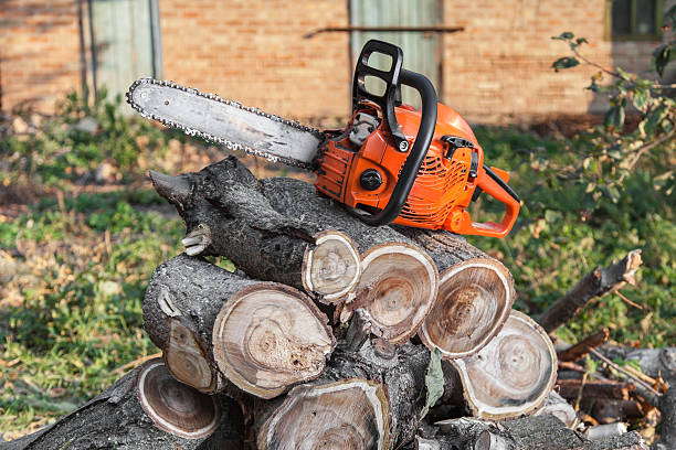 Emergency Storm Tree Removal in Alto, TX